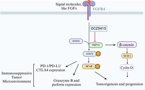 TRIP13: A promising cancer immunotherapy target