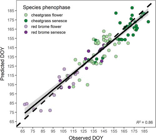 Phenology forecasting models for detection and management of invasive annual grasses