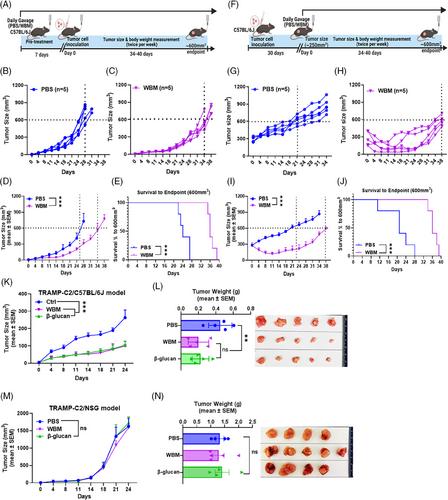 Reduction of myeloid-derived suppressor cells in prostate cancer murine models and patients following white button mushroom treatment