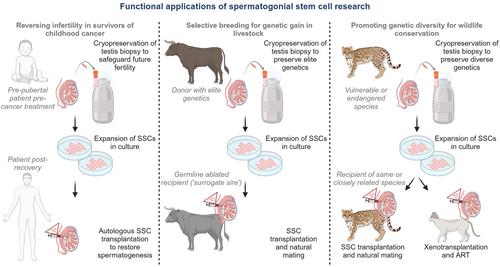 Spermatogenic Stem Cells: Core Biology, Defining Features, and Utilities