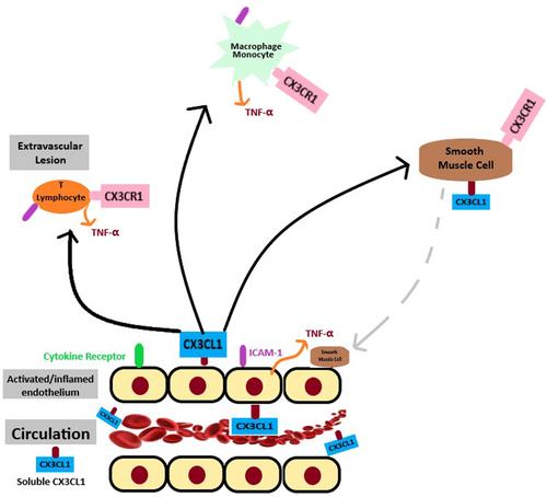 An overview of the role of chemokine CX3CL1 (Fractalkine) and CX3C chemokine receptor 1 in systemic sclerosis