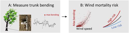 Wind Shapes the Growth Strategies of Trees in a Tropical Forest