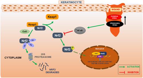 Nrf2 Activation in Keratinocytes: A Central Role in Diabetes-Associated Wound Healing