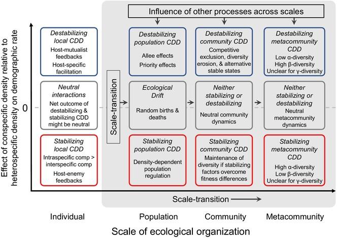 Consequences of Local Conspecific Density Effects for Plant Diversity and Community Dynamics