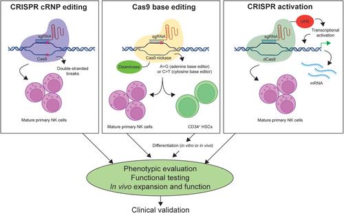 CRISPR-based approaches for studying inborn errors of immunity