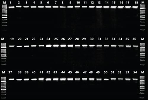 Identification and Antibiotic Resistance of Lactobacillus and Bifidobacterium Species From Manufactured Probiotic Dairy Products