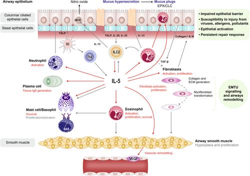 Interleukin-5 as a pleiotropic cytokine orchestrating airway type 2 inflammation: Effects on and beyond eosinophils