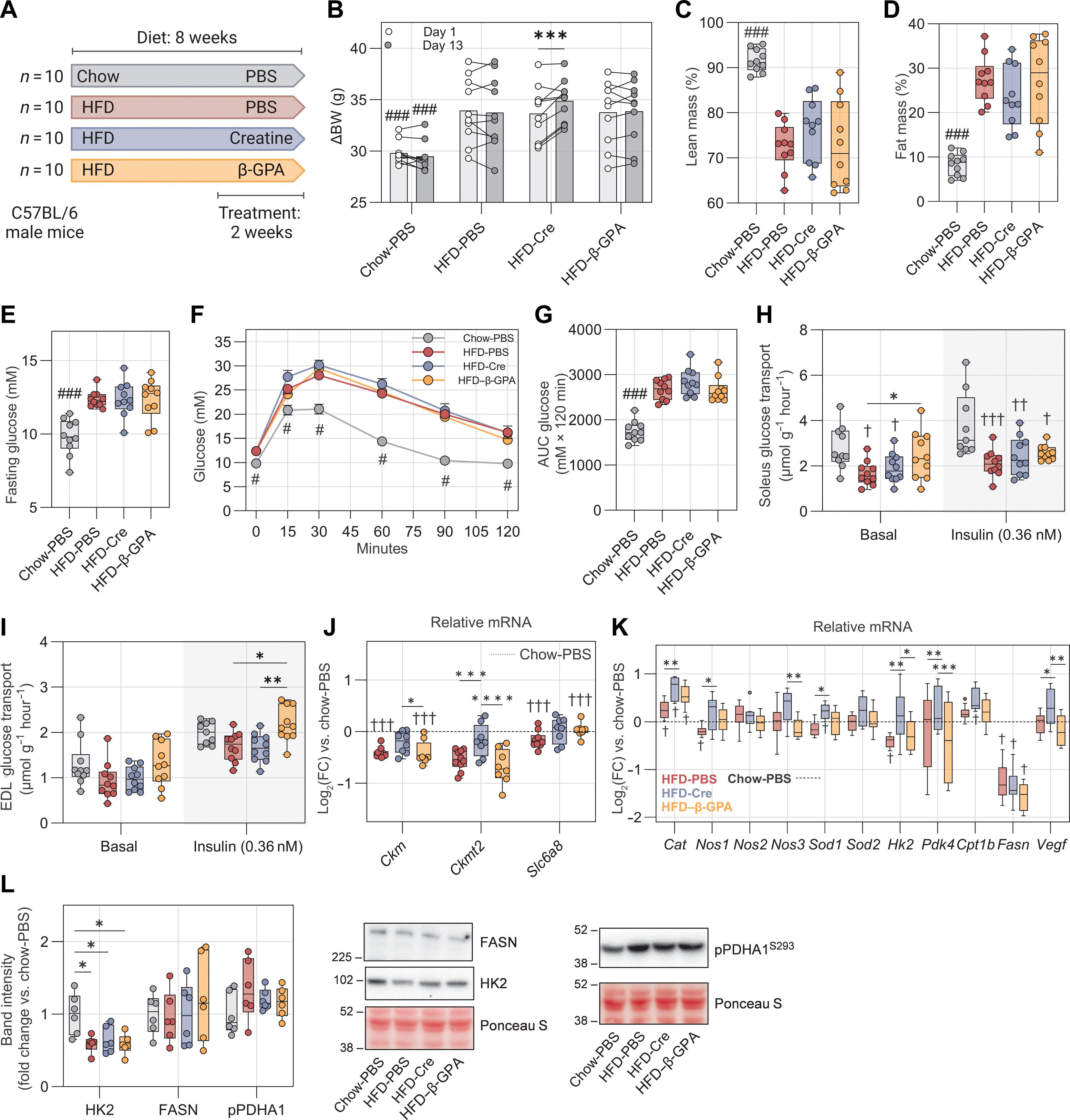 Decreased mitochondrial creatine kinase 2 impairs skeletal muscle mitochondrial function independently of insulin in type 2 diabetes