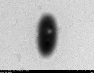 Brevibacterium litoralis sp. nov., a cellulose-degrading strain isolated from marine surface sediment