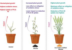 Potential of iron oxide-modified biochar in simultaneous mitigation of lead and nickel toxicity in wheat (Triticum aestivum L.)