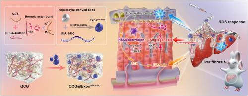 ROS-responsive injectable hydrogels loaded with exosomes carrying miR-4500 reverse liver fibrosis