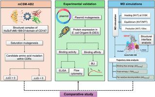 Engineering affinity of humanized ScFv targeting CD147 antibody: A combined approach of mCSM-AB2 and molecular dynamics simulations