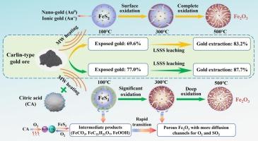 Enhancement of gold extraction by citric acid-assisted microwave roasting of Carlin-type gold ores and sulfide/thiosulfate leaching