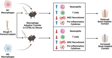 Adoptive transfer of immunomodulatory macrophages reduces the pro-inflammatory microenvironment and increases bone formation on titanium implants