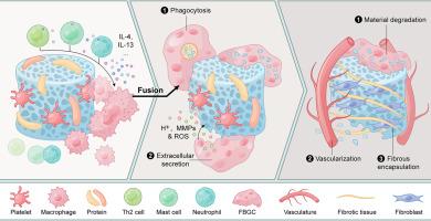 Formation and biological activities of foreign body giant cells in response to biomaterials