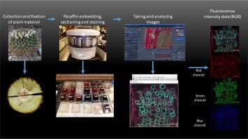 Protocol to analyse the structural composition by fluorescence microscopy and different conventional and fluorescence staining methods