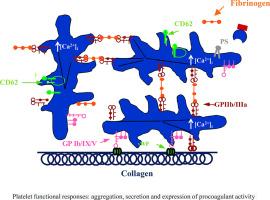 Platelet antiaggregant activity of Hypericum perforatum extracts