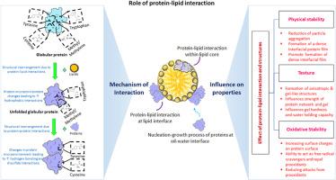 Role of protein-lipid interactions for food and food-based applications