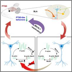 Methionine oxidation of actin cytoskeleton attenuates traumatic memory retention via reactivating dendritic spine morphogenesis