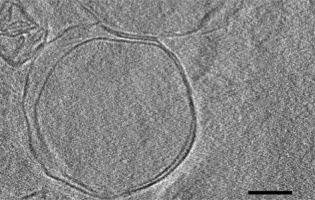 Evidence for phospholipid self-organisation in concentrated ammonia-water environments