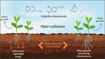 Arbuscular mycorrhizal fungi and plant growth-promoting rhizobacteria promoted changes in plant metabolism and the volatile profile of Piper callosum Ruiz & Pav