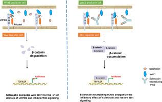 A mechanism of action-reflective, dual cell-based bioassay for determining the bioactivity of sclerostin-neutralizing antibodies