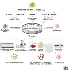 Biofilm morphology and antibiotic susceptibility of methicillin-resistant Staphylococcus aureus (MRSA) on poly-D,L-lactide-co-poly(ethylene glycol) (PDLLA-PEG) coated titanium