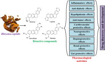 Unveiling the therapeutic potential of traditional Chinese medicine Rhizome Coptidis: A comprehensive review