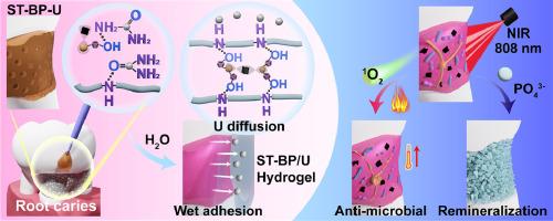 Hagfish-inspired hydrogel for root caries: A multifunctional approach including immediate protection, antimicrobial phototherapy, and remineralization