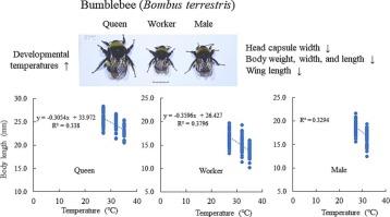 Negative relationships between elevated developmental temperatures and morphological traits of different castes of bumblebees (Bombus terrestris)