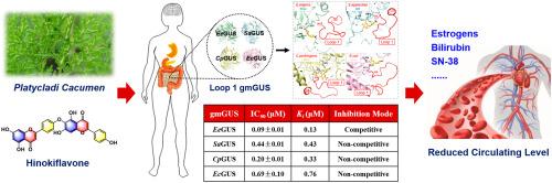 Hinokiflavone from Platycladi cacumen as a potent broad-spectrum inhibitor of gut microbial Loop-1 β-glucuronidases: Inhibition kinetics and molecular simulation