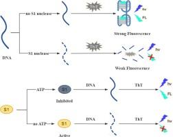 Fluorescence detection of adenosine triphosphate based on dimeric G-quadruplex