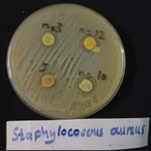 Synthesis and Study of the Biological Activity of New Compounds Derived from 4-(5-Phenyl-1,3,4-oxadiazole-2-yl)aniline