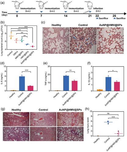 A multiantigenic antibacterial nanovaccine utilizing hybrid membrane vesicles for combating Pseudomonas aeruginosa infections