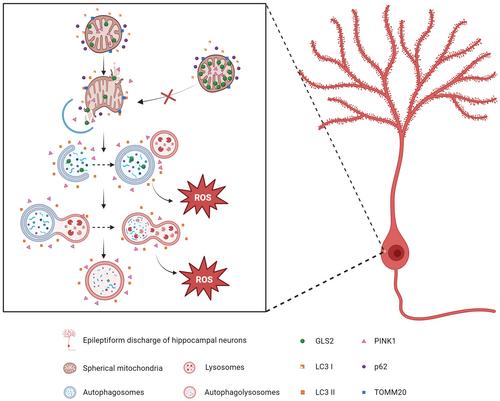 GLS2 reduces the occurrence of epilepsy by affecting mitophagy function in mouse hippocampal neurons