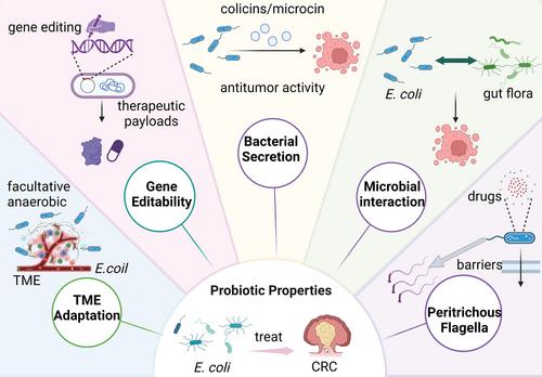 Escherichia coli on colorectal cancer: A two-edged sword