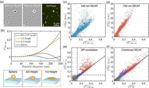 Size photometry and fluorescence imaging of immobilized immersed extracellular vesicles