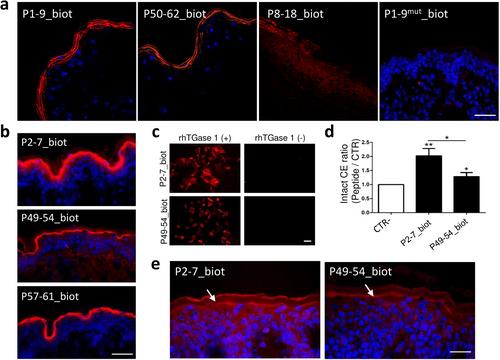 Strengthening the Skin Barrier by Using a Late Cornified Envelope 6A-Derived Biomimetic Peptide