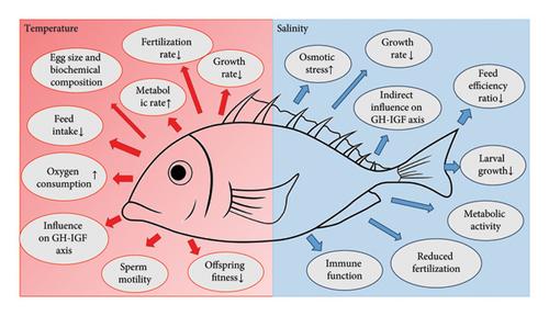 Unraveling the Impact of Climate Change on Fish Physiology: A Focus on Temperature and Salinity Dynamics