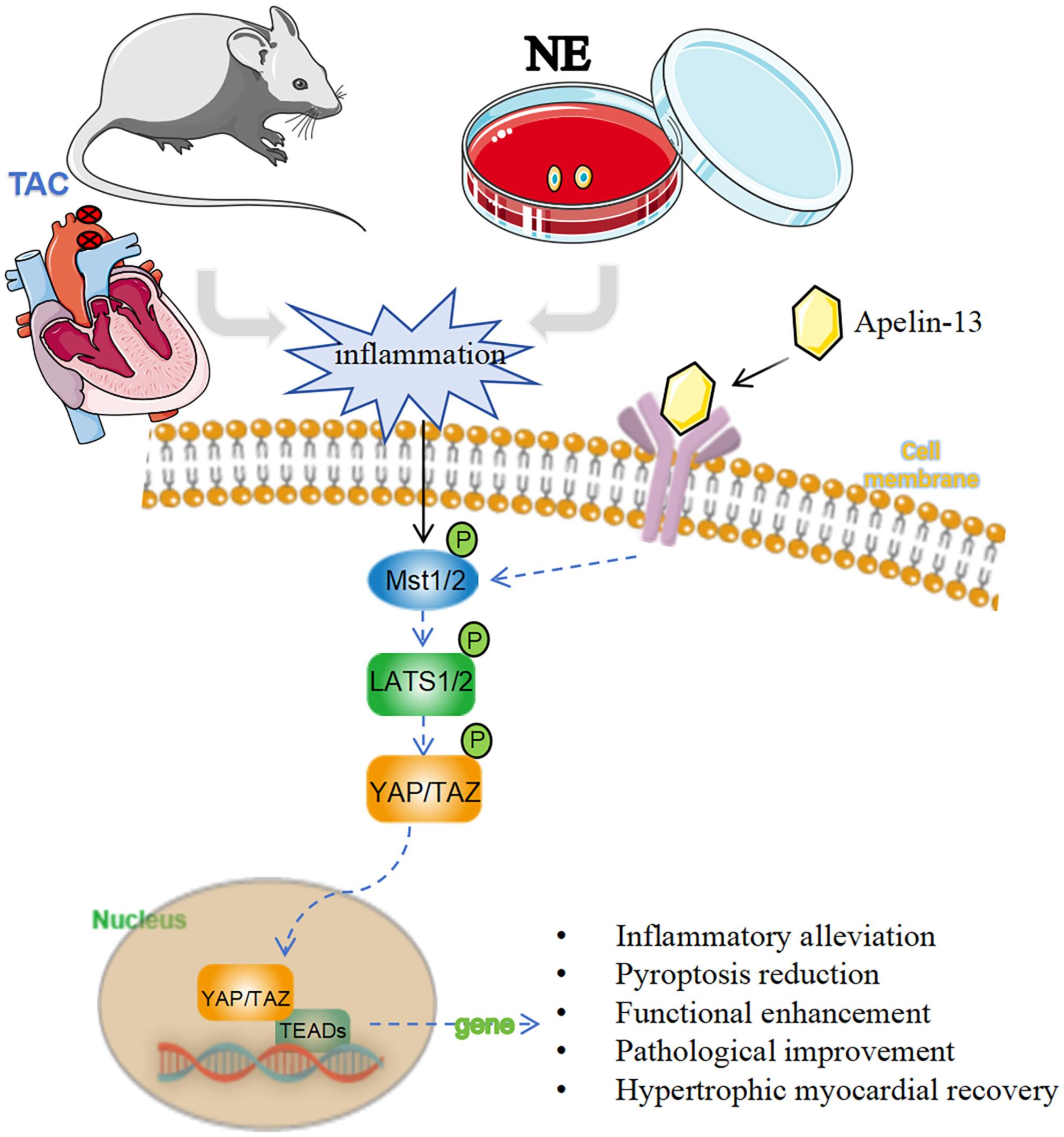 Apelin-13's Actions in Controlling Hypertension-Related Cardiac Hypertrophy and the Expressions of Inflammatory Cytokines