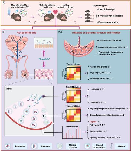 Paternal microbiota impacts offspring: health risks and reproductive insights