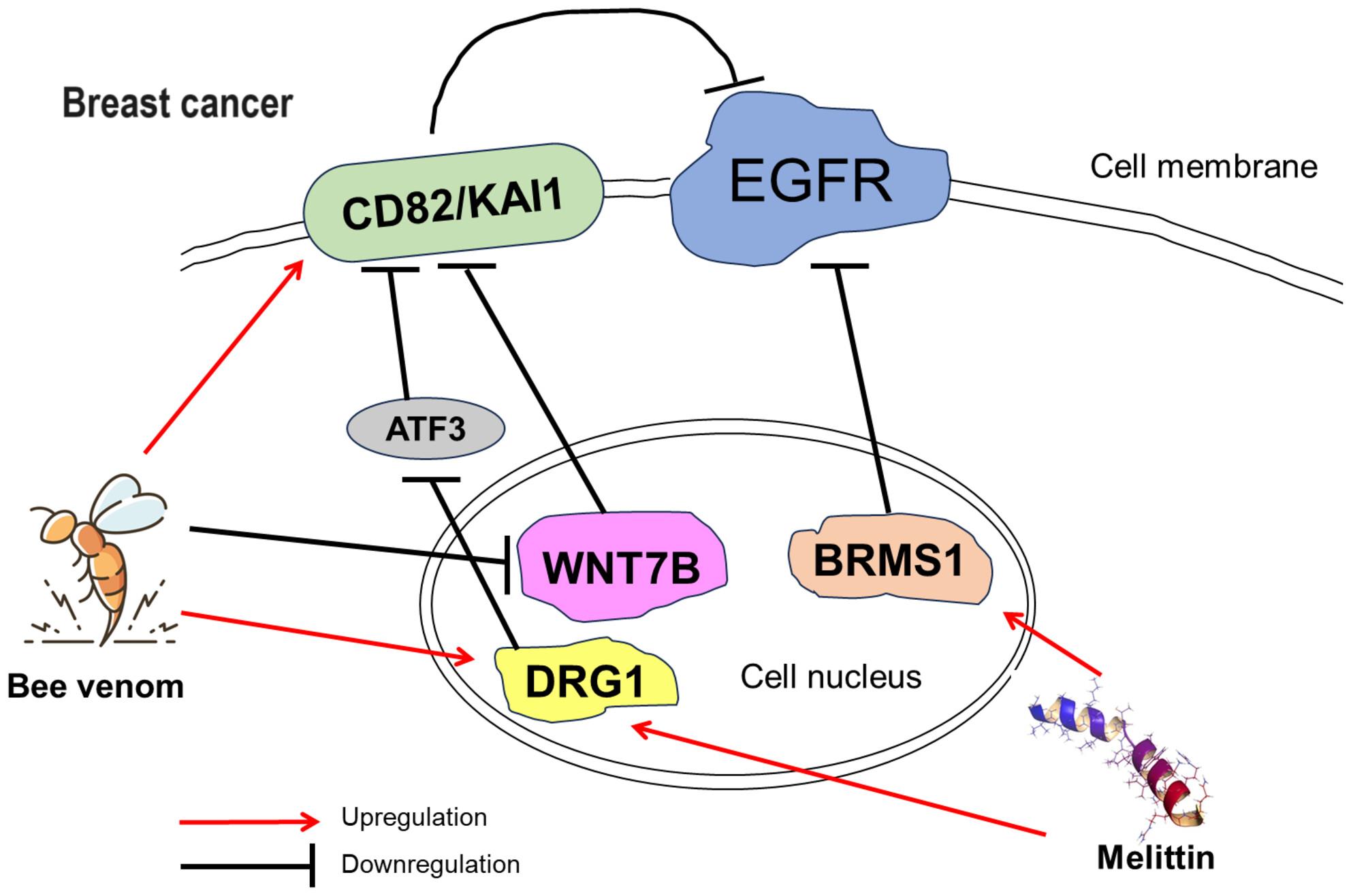 Anti-metastatic Effects of Bee Venom and Melittin in Breast Cancer Cells by Upregulation of BRMS1 and DRG1 Genes