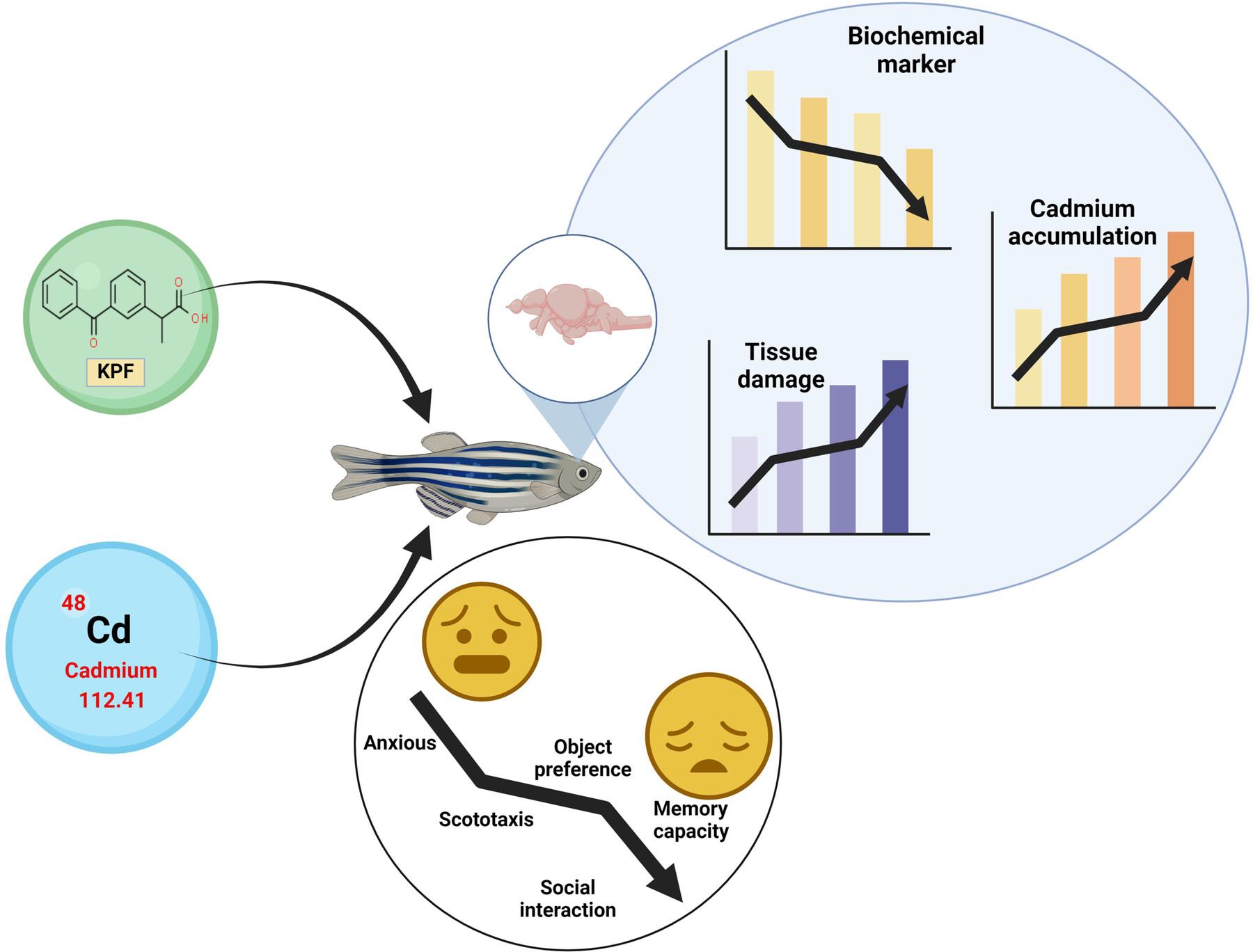 Neurobehavioral and bioaccumulative toxicity in adult in-vivo zebrafish model due to prolonged cadmium exposure in the presence of ketoprofen