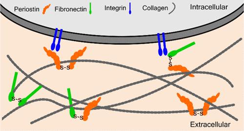 Periostin Is a Disulfide-Bonded Homodimer and Forms a Complex with Fibronectin in the Human Skin