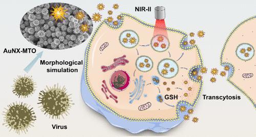 Morphology-Mediated Tumor Deep Penetration for Enhanced Near Infrared II Photothermal and Chemotherapy of Colorectal Cancer