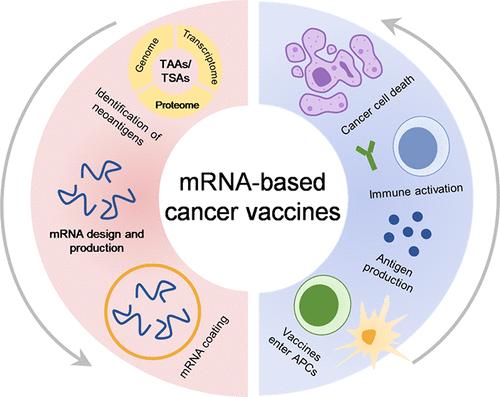 mRNA-Based Cancer Vaccines: Advancements and Prospects