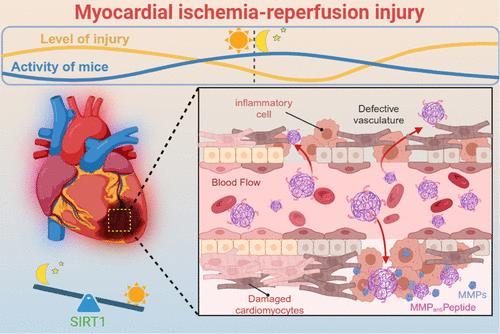 Circadian Rhythm-Dependent Therapy by Composite Targeted Polyphenol Nanoparticles for Myocardial Ischemia-Reperfusion Injury
