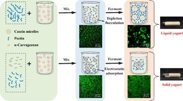 Blending pectin and κ-carrageenan converted the liquid yogurt induced by pectin into the solid yogurt