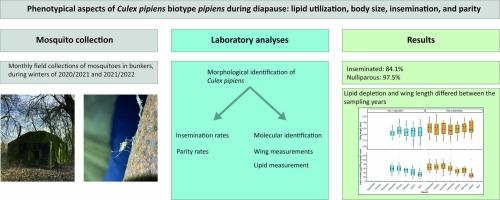 Phenotypical aspects of Culex pipiens biotype pipiens during diapause: Lipid utilization, body size, insemination, and parity