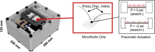 An open-source, battery-powered, low-cost, and dual-channel pneumatic pulse generator for microfluidic cell-stretch assays